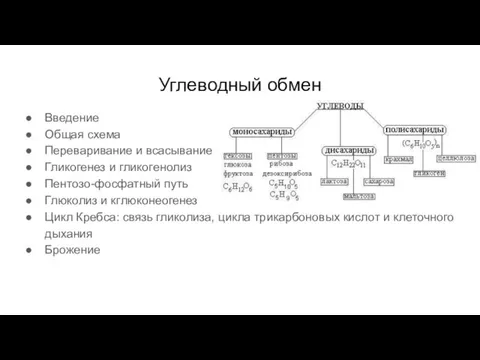 Углеводный обмен Введение Общая схема Переваривание и всасывание Гликогенез и гликогенолиз Пентозо-фосфатный