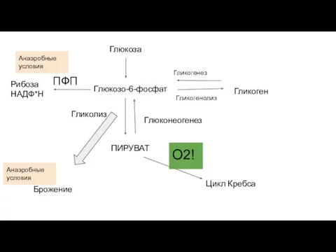 Глюкоза Глюкозо-6-фосфат ПФП Рибоза НАДФ*Н ПИРУВАТ Гликолиз Глюконеогенез Гликогенолиз Гликогенез Гликоген Цикл