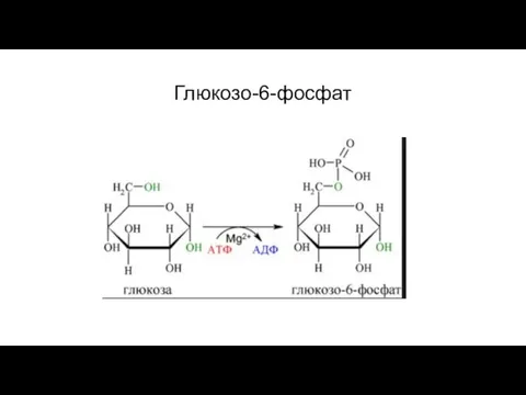 Глюкозо-6-фосфат