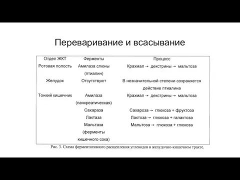 Переваривание и всасывание