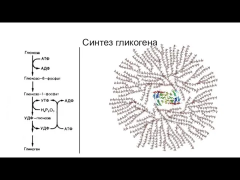 Синтез гликогена