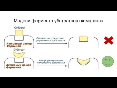 Модели фермент-субстратного комплекса