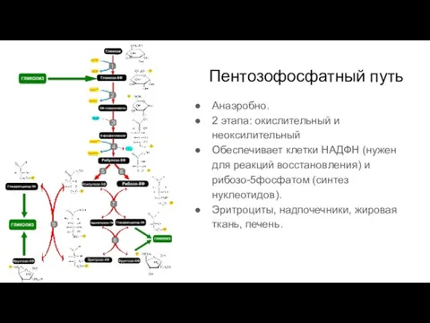 Пентозофосфатный путь Анаэробно. 2 этапа: окислительный и неоксилительный Обеспечивает клетки НАДФН (нужен