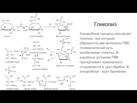 Гликолиз Анаэробный процесс окисления глюкозы, при котором образуются две молекулы ПВК. Универсальный