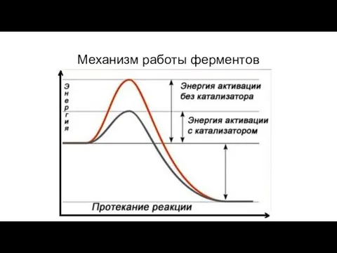 Механизм работы ферментов