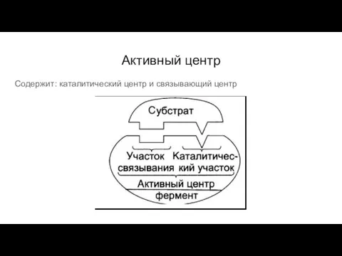 Активный центр Содержит: каталитический центр и связывающий центр