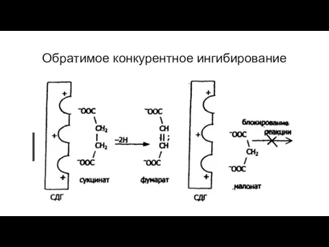 Обратимое конкурентное ингибирование