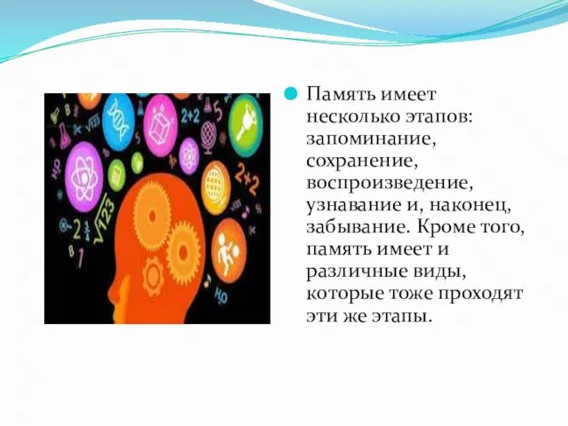 Память имеет несколько этапов: запоминание, сохранение, воспроизведение, узнавание и, наконец, забывание. Кроме