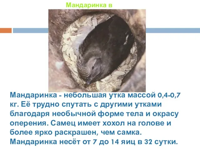 Мандаринка - небольшая утка массой 0,4-0,7 кг. Её трудно спутать с другими