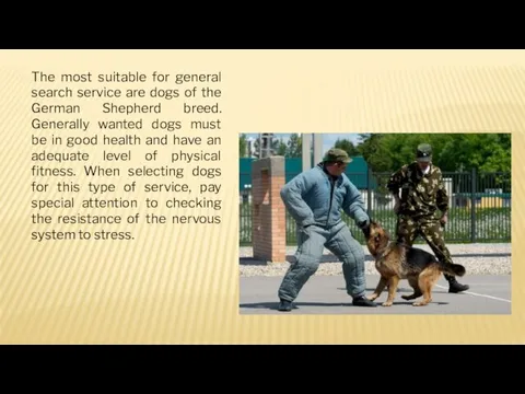 The most suitable for general search service are dogs of the German