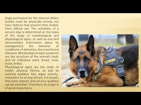 Dogs purchased for the internal affairs bodies must be physically strong, not