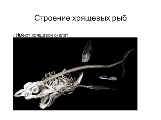 Строение хрящевых рыб Имеют хрящевой скелет