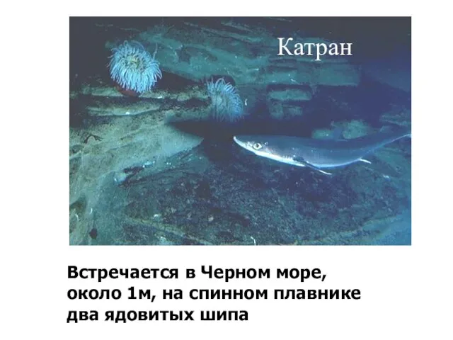 Встречается в Черном море, около 1м, на спинном плавнике два ядовитых шипа