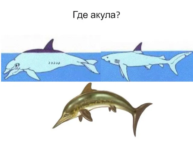 Где акула?