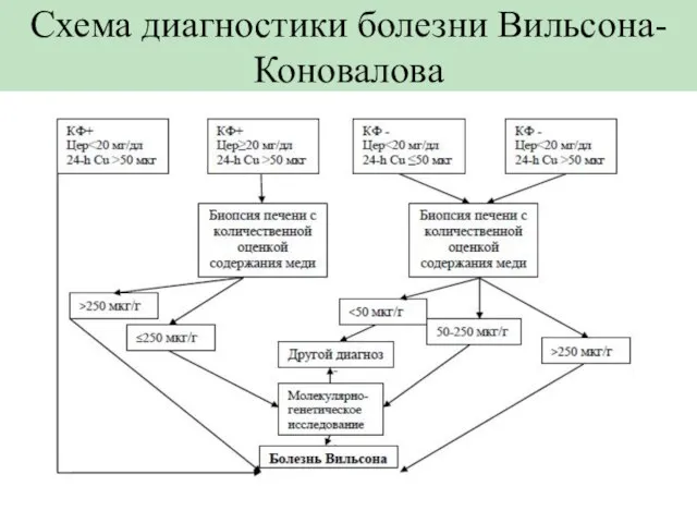Схема диагностики болезни Вильсона-Коновалова