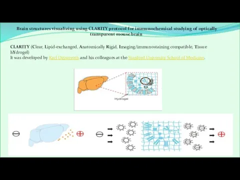 CLARITY (Clear, Lipid-exchanged, Anatomically Rigid, Imaging/immunostaining compatible, Tissue hYdrogel) It was developed