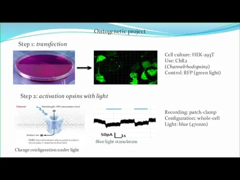 Ontogenetic project Step 1: transfection Cell culture: HEK-293T Use: ChR2 (Channelrhodopsin2) Control: