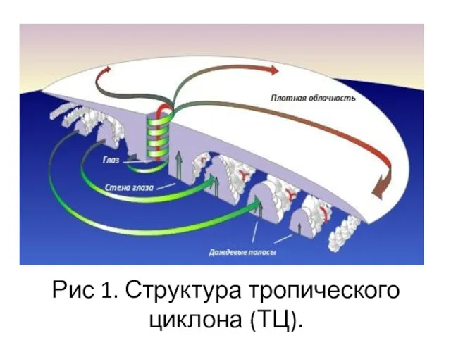 Рис 1. Структура тропического циклона (ТЦ).