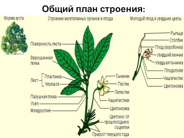 25.11.2013 Романова О.М. Общий план строения: