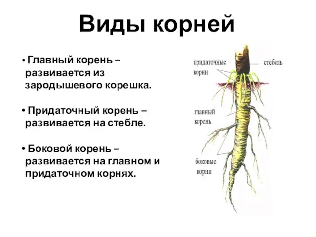 Виды корней Главный корень – развивается из зародышевого корешка. Придаточный корень –