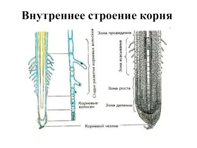 Внутреннее строение корня