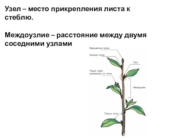 Узел – место прикрепления листа к стеблю. Междоузлие – расстояние между двумя соседними узлами