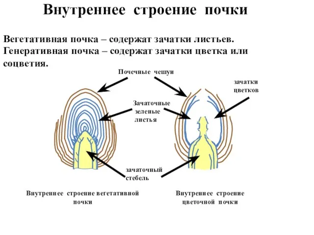 Вегетативная почка – содержат зачатки листьев. Внутреннее строение вегетативной почки Генеративная почка