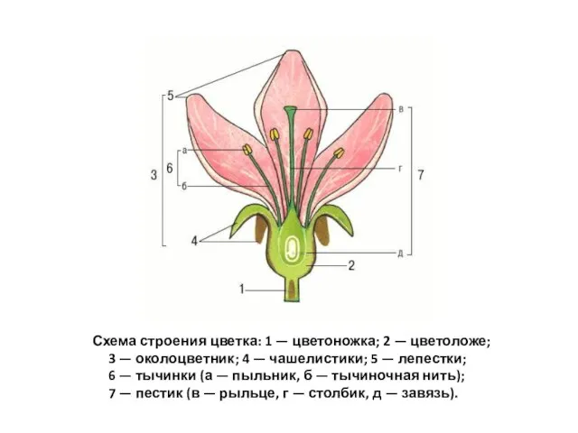 Схема строения цветка: 1 — цветоножка; 2 — цветоложе; 3 — околоцветник;