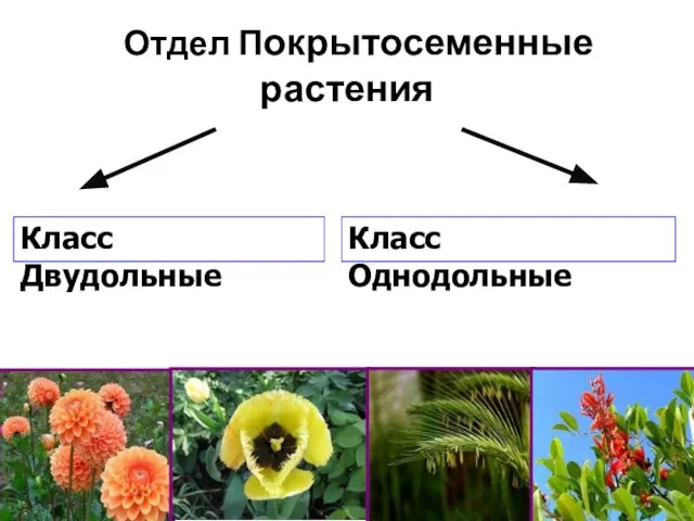 Класс Двудольные Класс Однодольные Отдел Покрытосеменные растения