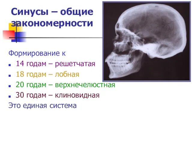 Синусы – общие закономерности Формирование к 14 годам – решетчатая 18 годам