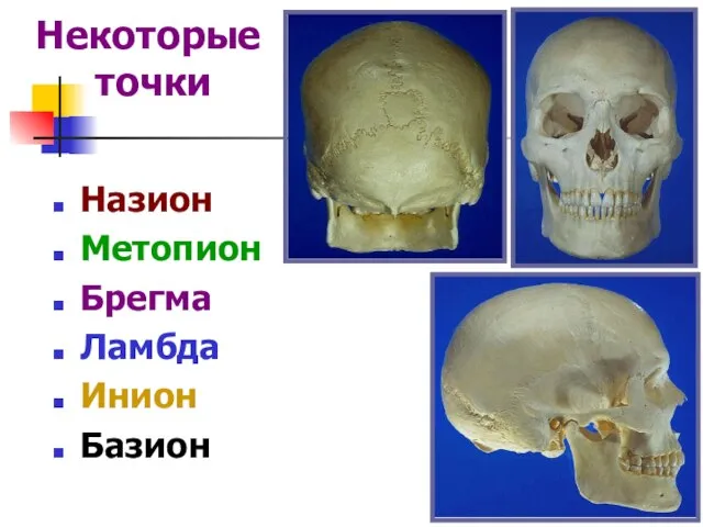 Некоторые точки Назион Метопион Брегма Ламбда Инион Базион