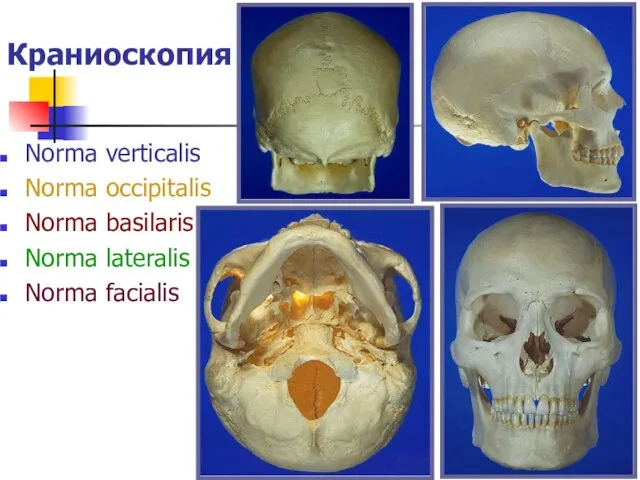 Краниоскопия Norma verticalis Norma occipitalis Norma basilaris Norma lateralis Norma facialis