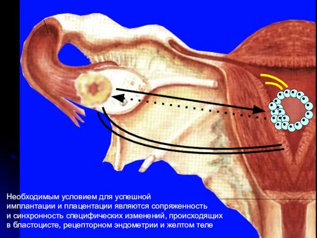 Необходимым условием для успешной имплантации и плацентации являются сопряженность и синхронность специфических