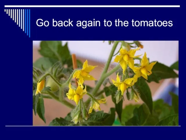 Go back again to the tomatoes