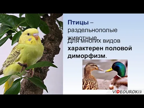 Птицы – раздельнополые животные. Для многих видов характерен половой диморфизм.