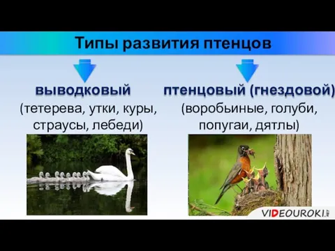 Типы развития птенцов выводковый птенцовый (гнездовой) (тетерева, утки, куры, страусы, лебеди) (воробьиные, голуби, попугаи, дятлы)