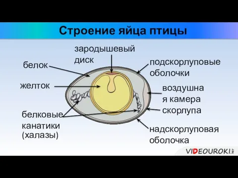 Строение яйца птицы желток зародышевый диск белковые канатики (халазы) белок подскорлуповые оболочки