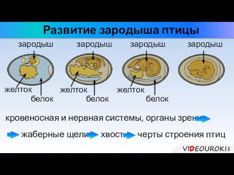 хвост Развитие зародыша птицы желток зародыш белок кровеносная и нервная системы, органы