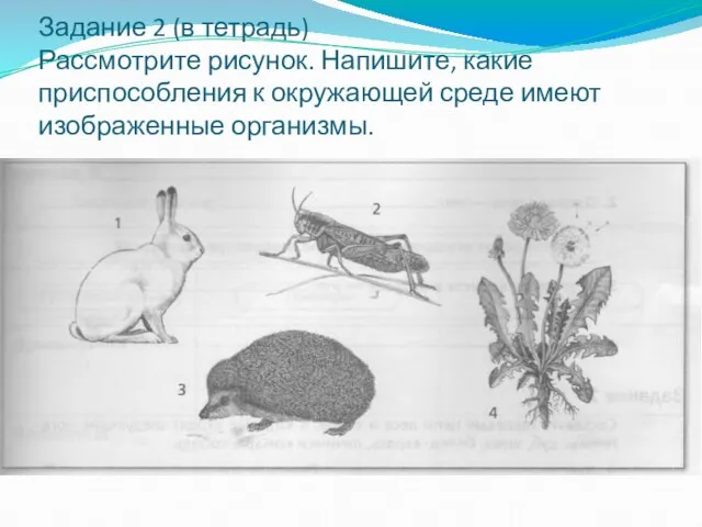 Задание 2 (в тетрадь) Рассмотрите рисунок. Напишите, какие приспособления к окружающей среде имеют изображенные организмы.