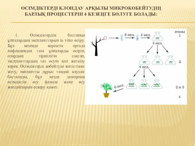 ӨСІМДІКТЕРДІ КЛОНДАУ АРҚЫЛЫ МИКРОКӨБЕЙТУДІҢ БАРЛЫҚ ПРОЦЕСТЕРІН 4 КЕЗЕҢГЕ БӨЛУГЕ БОЛАДЫ: 1. Өсімдіктердің