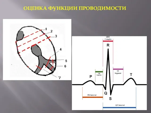 ОЦЕНКА ФУНКЦИИ ПРОВОДИМОСТИ