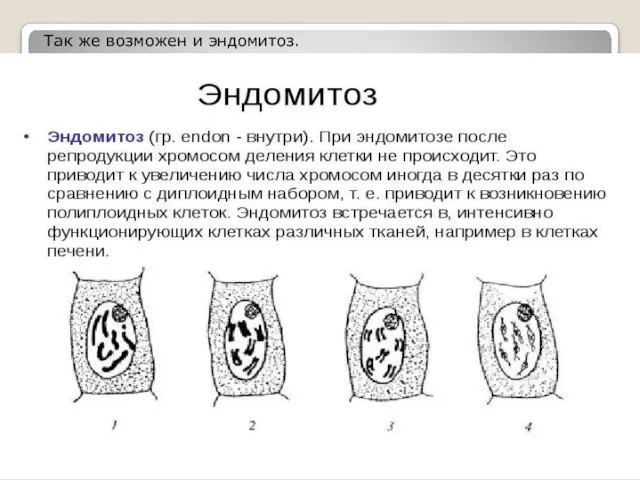 Так же возможен и эндомитоз.