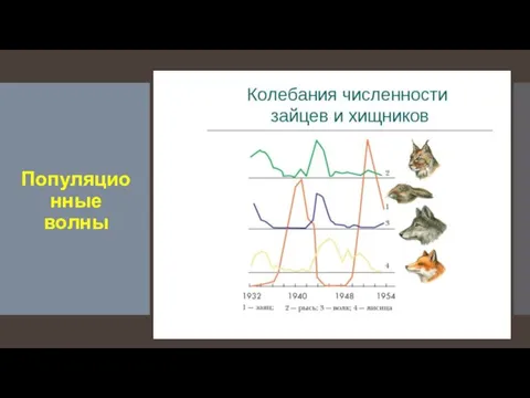 Популяционные волны