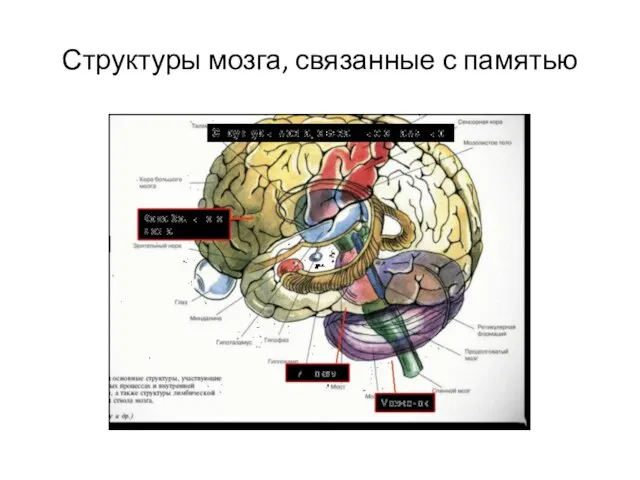 Структуры мозга, связанные с памятью