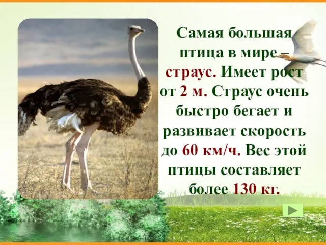 Самая большая птица в мире – страус. Имеет рост от 2 м.
