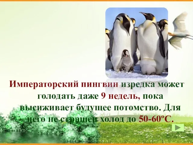 Императорский пингвин изредка может голодать даже 9 недель, пока высиживает будущее потомство.