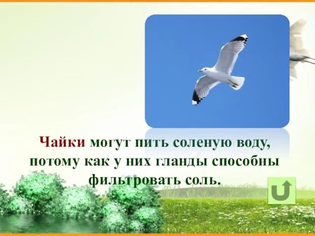 Чайки могут пить соленую воду, потому как у них гланды способны фильтровать соль.