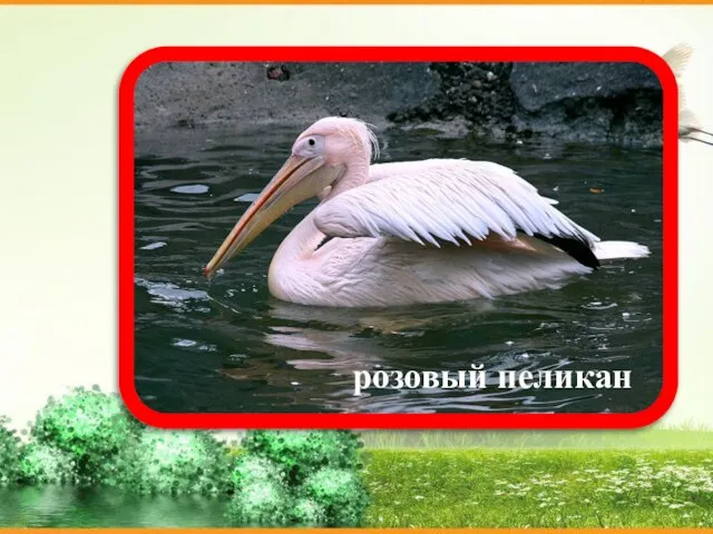 розовый пеликан