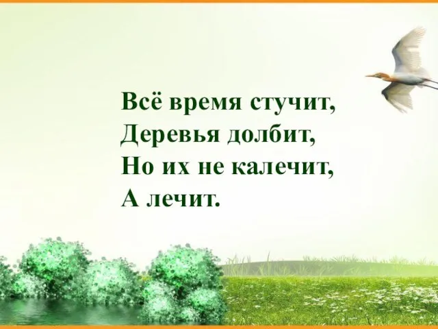 Всё время стучит, Деревья долбит, Но их не калечит, А лечит.