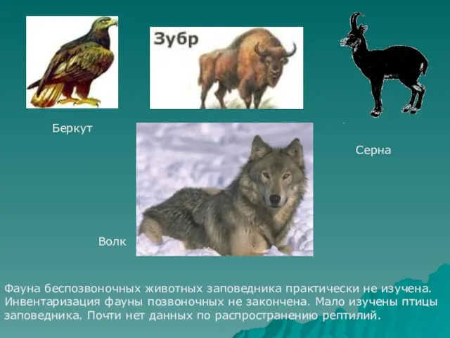 Беркут Серна Волк Фауна беспозвоночных животных заповедника практически не изучена. Инвентаризация фауны